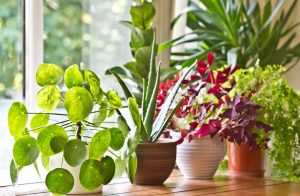 Improve Indoor Air Quality with Houseplants